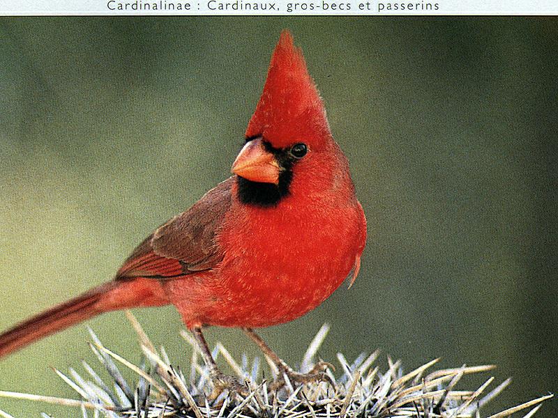 Northern Cardinal (Cardinalis cardinalis) {!--홍관조-->; DISPLAY FULL IMAGE.