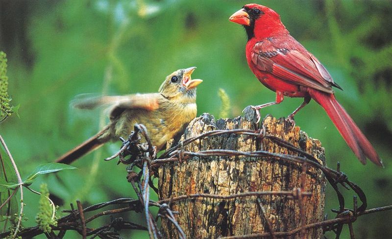 Northern Cardinal pair (Cardinalis cardinalis) {!--홍관조-->; DISPLAY FULL IMAGE.
