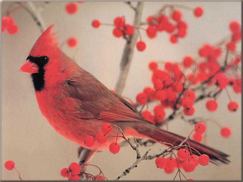 Northern Cardinal (Cardinalis cardinalis) {!--홍관조-->; DISPLAY FULL IMAGE.