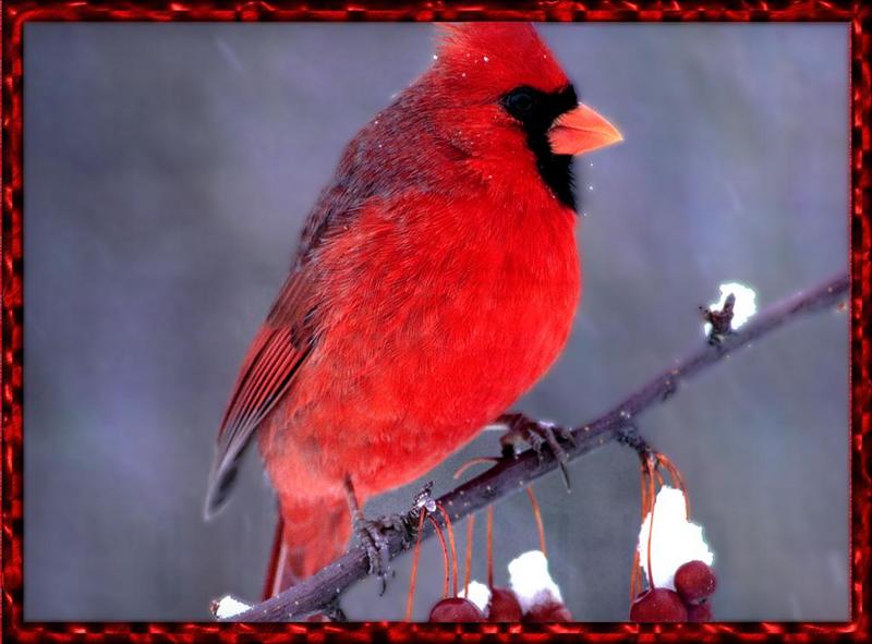 Northern Cardinal male (Cardinalis cardinalis) {!--홍관조-->; DISPLAY FULL IMAGE.