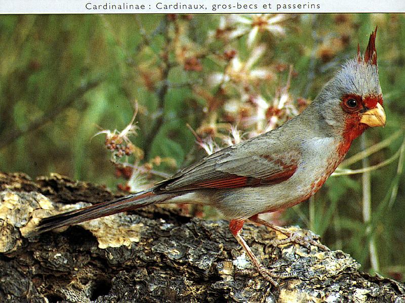 Pyrrhuloxia (Cardinalis sinuatus); DISPLAY FULL IMAGE.