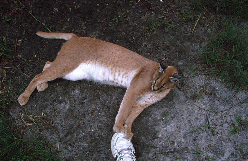 Caracal male (Caracal caracal) {!--사막스라소니/카라칼-->; DISPLAY FULL IMAGE.