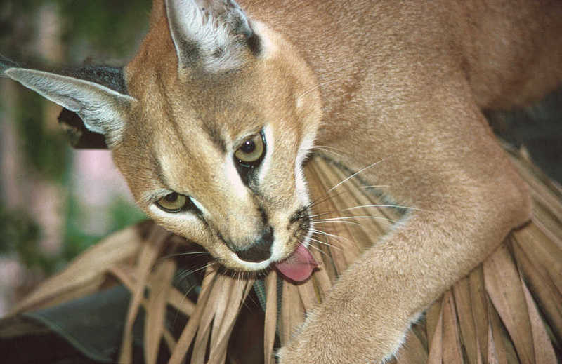 Caracal (Caracal caracal) {!--사막스라소니/카라칼-->; DISPLAY FULL IMAGE.