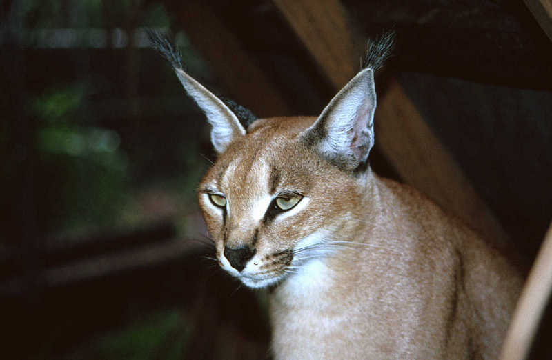 Caracal female (Caracal caracal) {!--사막스라소니/카라칼-->; DISPLAY FULL IMAGE.