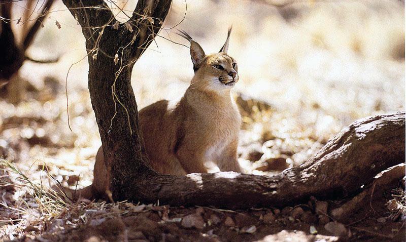 Caracal (Caracal caracal) {!--사막스라소니/카라칼-->; DISPLAY FULL IMAGE.