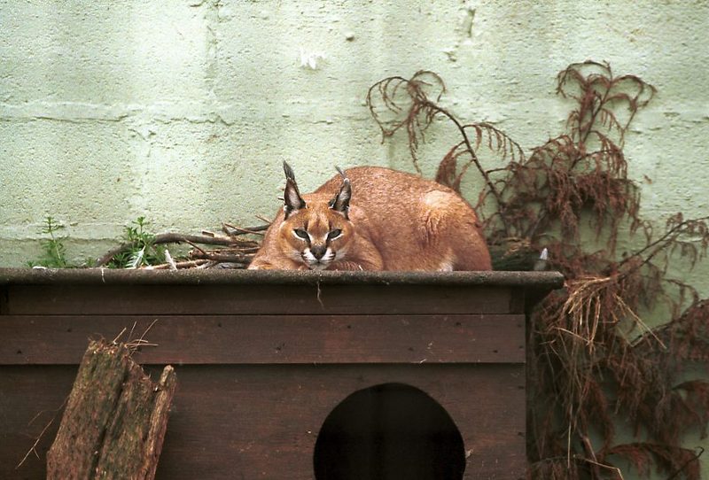 Caracal (Caracal caracal) {!--사막스라소니/카라칼-->; DISPLAY FULL IMAGE.