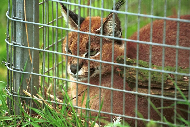 Caracal (Caracal caracal) {!--사막스라소니/카라칼-->; DISPLAY FULL IMAGE.