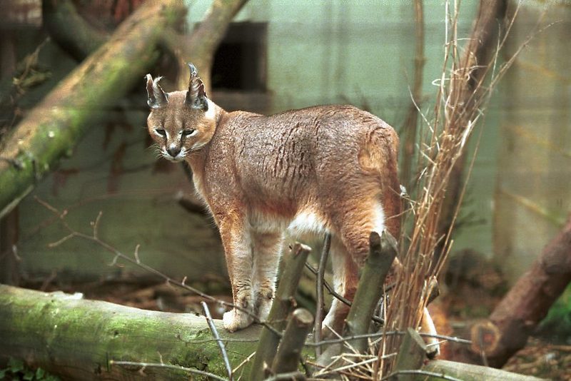 Caracal (Caracal caracal) {!--사막스라소니/카라칼-->; DISPLAY FULL IMAGE.