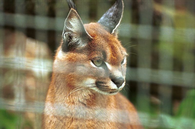 Caracal (Caracal caracal) {!--사막스라소니/카라칼-->; DISPLAY FULL IMAGE.