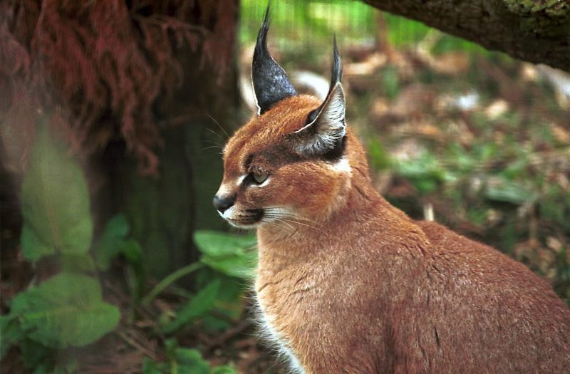 Caracal (Caracal caracal) {!--사막스라소니/카라칼-->; DISPLAY FULL IMAGE.