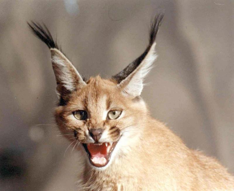 Caracal (Caracal caracal) {!--사막스라소니/카라칼-->; DISPLAY FULL IMAGE.