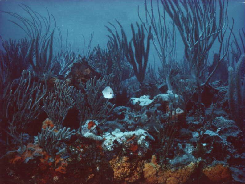 [Underwater] ???; DISPLAY FULL IMAGE.