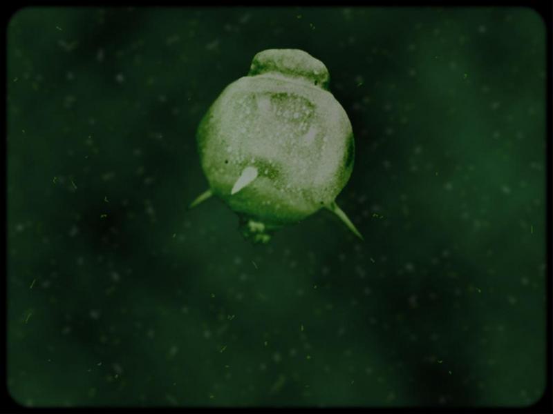 [Underwater Microorganism] ...; DISPLAY FULL IMAGE.