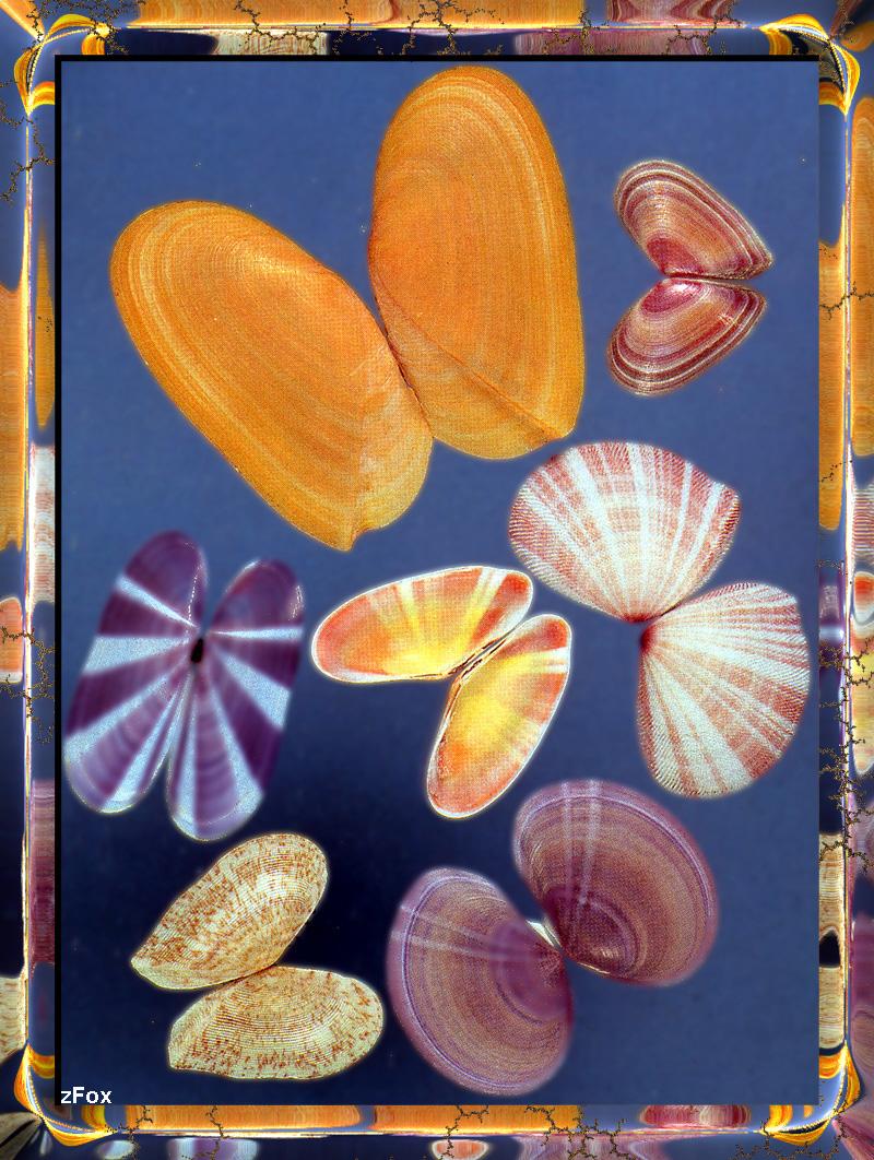 Sea Shell {!--조개껍질-->; DISPLAY FULL IMAGE.