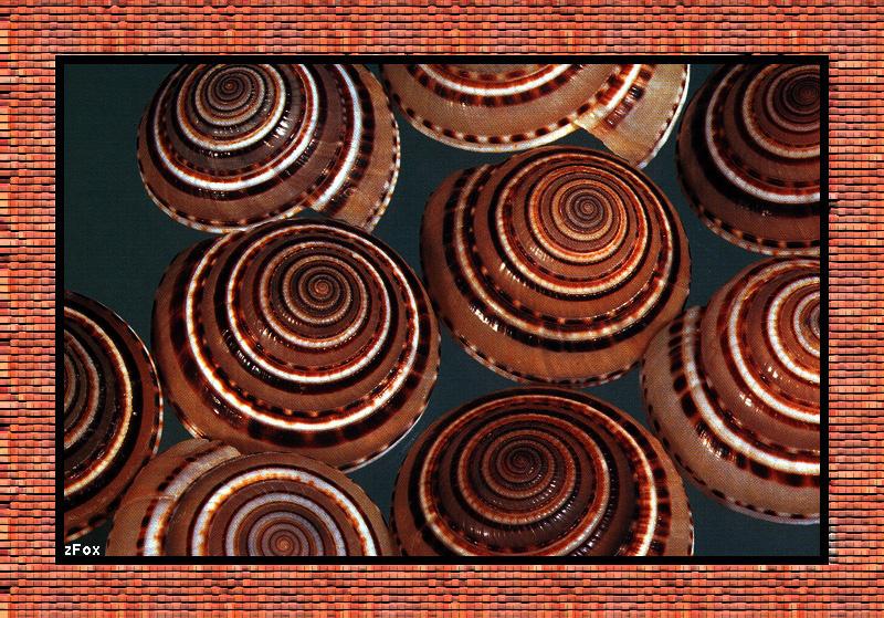 Sea Shell {!--조개껍질-->; DISPLAY FULL IMAGE.