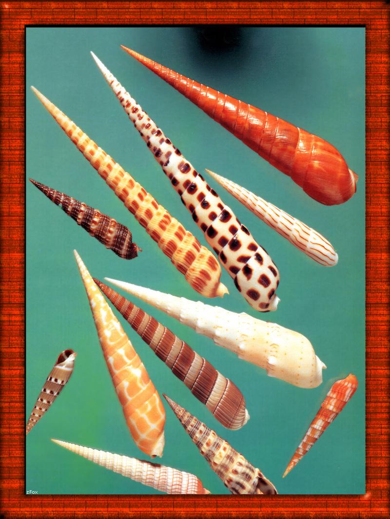 Sea Shell {!--조개껍질-->; DISPLAY FULL IMAGE.