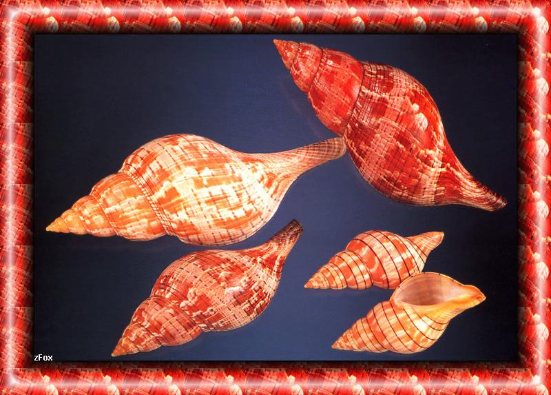 Sea Shell {!--조개껍질-->; DISPLAY FULL IMAGE.