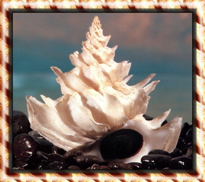 Sea Shell {!--조개껍질-->; DISPLAY FULL IMAGE.