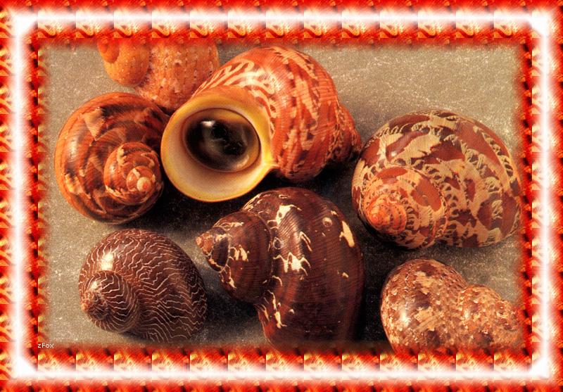 Sea Shell {!--조개껍질-->; DISPLAY FULL IMAGE.