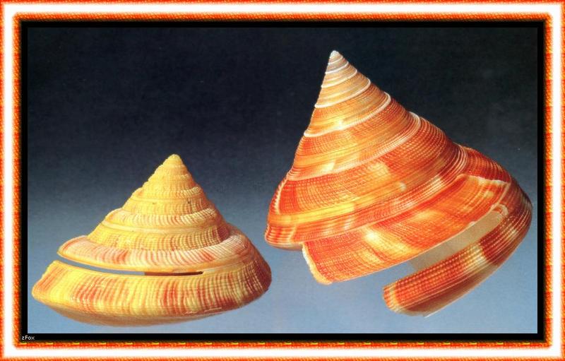 Sea Shell {!--조개껍질-->; DISPLAY FULL IMAGE.