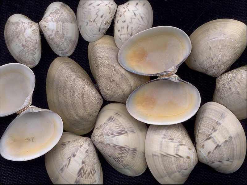 [Tasmanian Sea Shells] Marcia fumigata; DISPLAY FULL IMAGE.