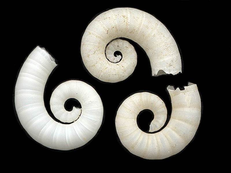 [Tasmanian Sea Shells] Spirula spirula - Ram's Horn Shell; DISPLAY FULL IMAGE.