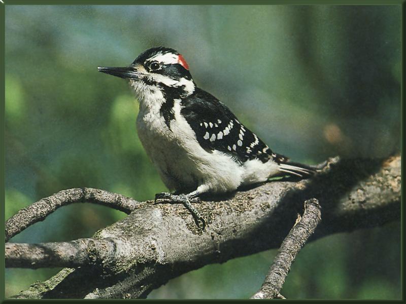Hairy Woodpecker (Picoides villosus) {!--큰솜털딱다구리-->; DISPLAY FULL IMAGE.