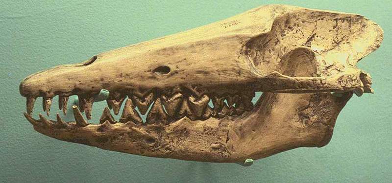 Archaeocete skull (Pakicetus_inachus) {!--고대고래 화석-->; DISPLAY FULL IMAGE.