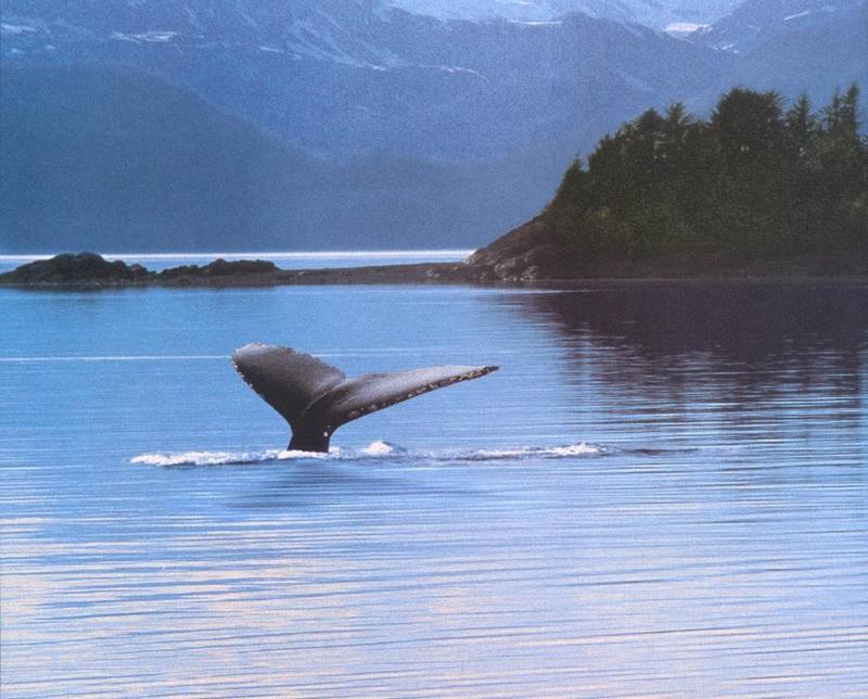 Whale fluke {!--고래 꼬리-->; DISPLAY FULL IMAGE.
