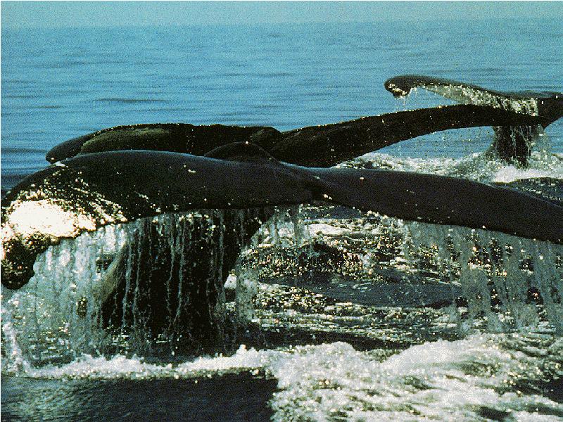 Whale fluke {!--고래 꼬리-->; DISPLAY FULL IMAGE.