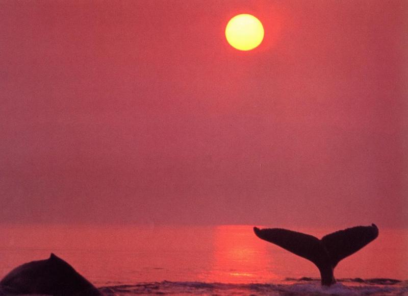 Whale fluke {!--고래 꼬리-->; DISPLAY FULL IMAGE.