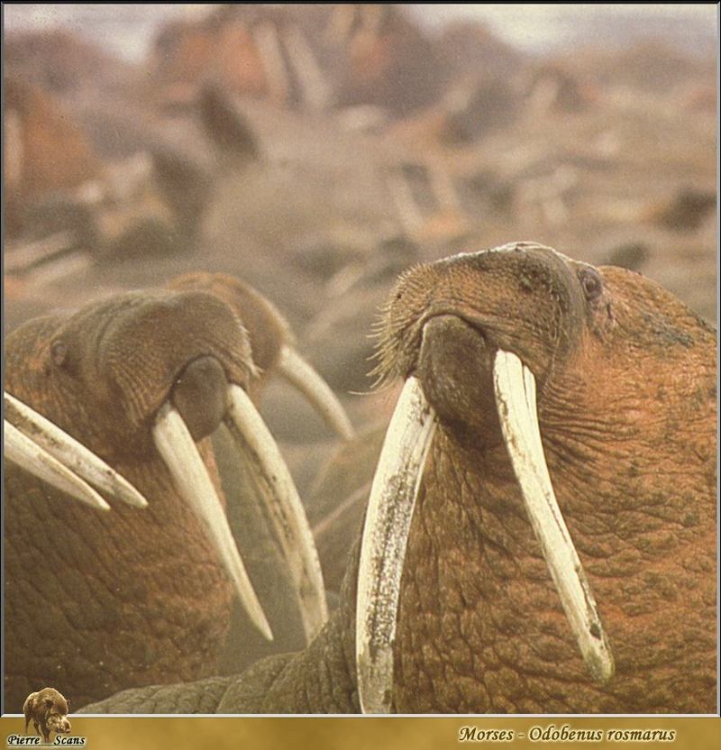 Walrus (Odobenus rosmarus) {!--바다코끼리-->; DISPLAY FULL IMAGE.