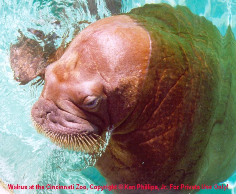 Walrus (Odobenus rosmarus) {!--바다코끼리-->; DISPLAY FULL IMAGE.