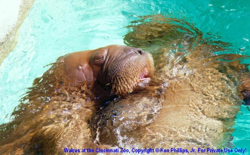 Walrus (Odobenus rosmarus) {!--바다코끼리-->; DISPLAY FULL IMAGE.