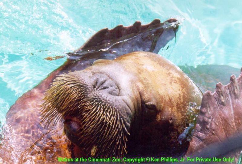 Walrus (Odobenus rosmarus) {!--바다코끼리-->; DISPLAY FULL IMAGE.