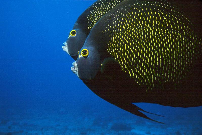 French Angelfish (Pomacanthus paru) {!--프랑스신선돔-->; DISPLAY FULL IMAGE.