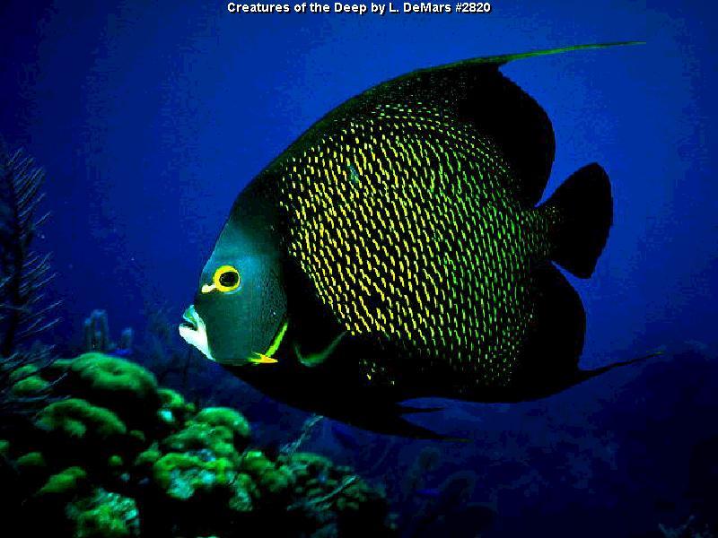 French Angelfish (Pomacanthus paru) {!--프랑스신선돔-->; DISPLAY FULL IMAGE.