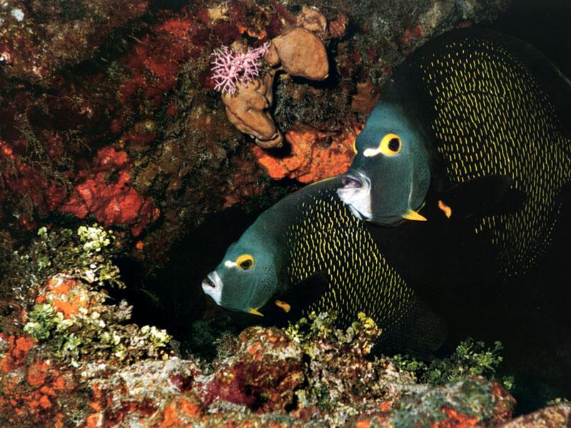 French Angelfish (Pomacanthus paru) {!--프랑스신선돔-->; DISPLAY FULL IMAGE.