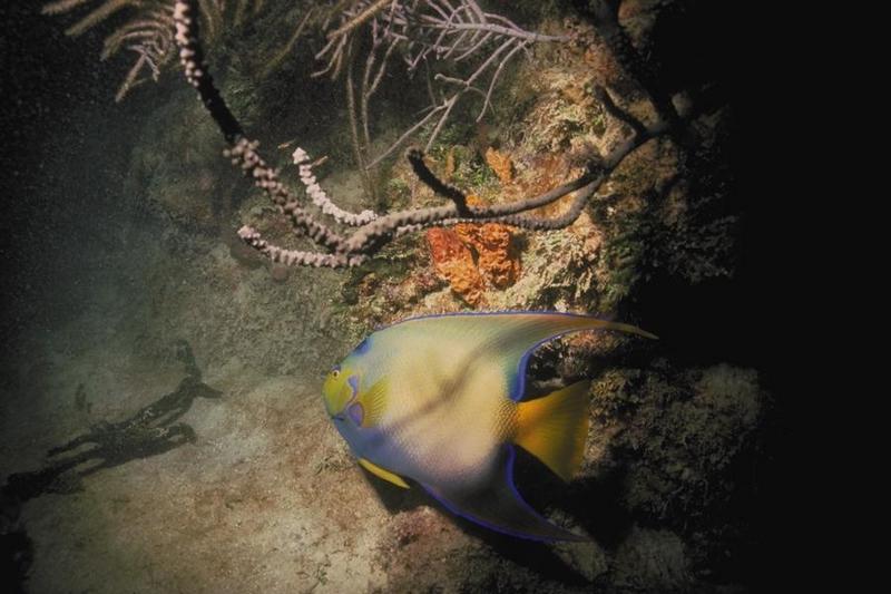 Queen Angelfish (Holacanthus ciliaris) {!--여왕신선돔-->; DISPLAY FULL IMAGE.