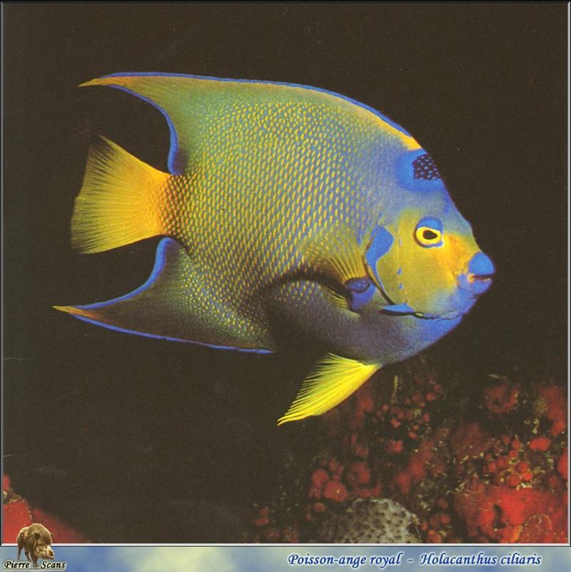 Queen Angelfish (Holacanthus ciliaris) {!--여왕신선돔-->; DISPLAY FULL IMAGE.