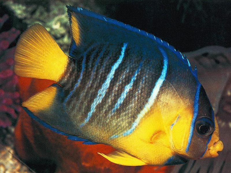 Queen Angelfish (Holacanthus ciliaris) {!--여왕신선돔-->; DISPLAY FULL IMAGE.