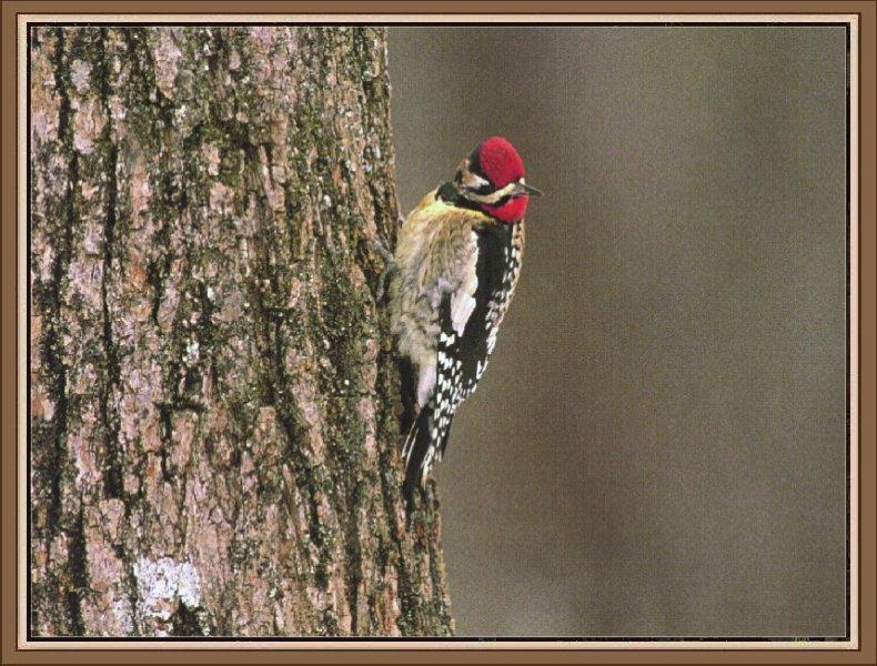 Yellow-bellied Sapsucker (Sphyrapicus varius) {!--노란배수액빨이딱다구리-->; DISPLAY FULL IMAGE.