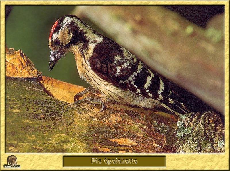 Lesser Spotted Woodpecker (Dendrocopos minor) {!--쇠오색딱다구리-->; DISPLAY FULL IMAGE.