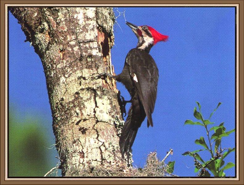 Pileated Woodpecker (Dryocopus pileatus) {!--도가머리딱다구리-->; DISPLAY FULL IMAGE.