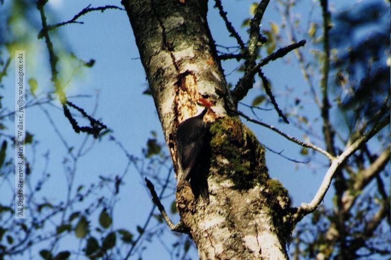 Pileated Woodpecker (Dryocopus pileatus) {!--도가머리딱다구리-->; DISPLAY FULL IMAGE.