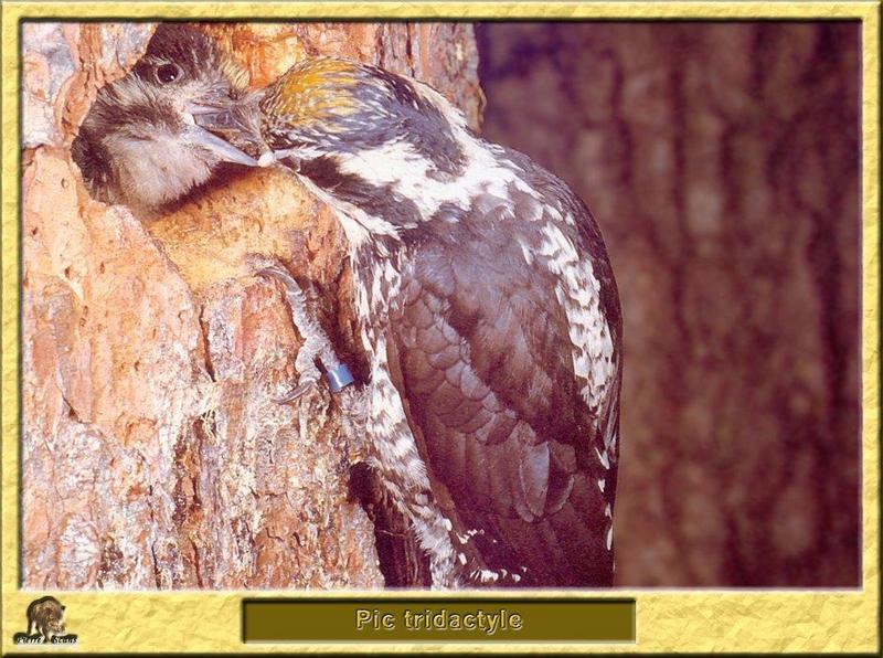 Three-toed Woodpecker & chick (Picoides tridactylus) (세가락딱다구리); DISPLAY FULL IMAGE.