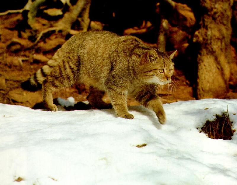 European Wild Cat (Felis silvestris) {!--유럽들고양이-->; DISPLAY FULL IMAGE.