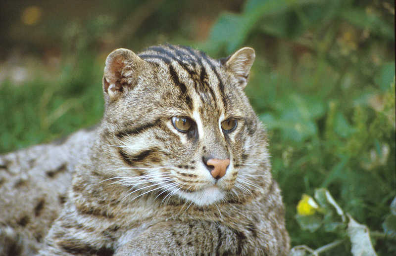 Fishing Cat (Prionailurus viverrinus) {!--고기잡이고양이-->; DISPLAY FULL IMAGE.