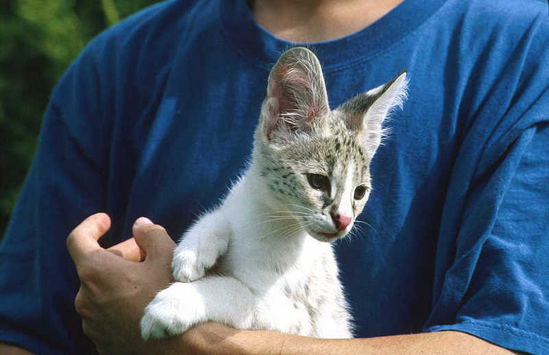 Serval (Leptailurus serval) {!--서벌-->; DISPLAY FULL IMAGE.