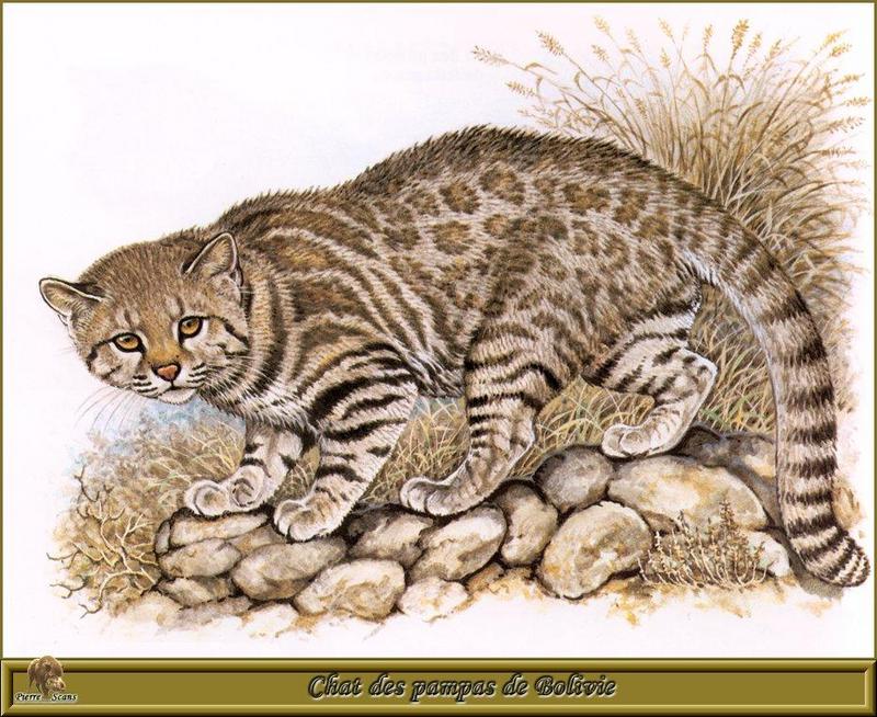 [Animal Art - Robert Dallet] Pampas Cat (Oncifelis colocolo) {!--팜파스고양이-->; DISPLAY FULL IMAGE.